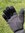 Preston Neoprene Gloves - Neoprenhandschuhe L/XL